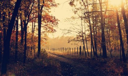Autumn is the time to check your manual handling equipment reminds Midland Pallet Trucks