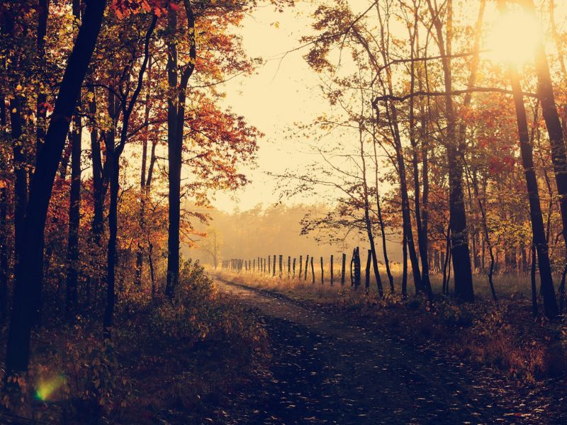 Autumn is the time to check your manual handling equipment reminds Midland Pallet Trucks