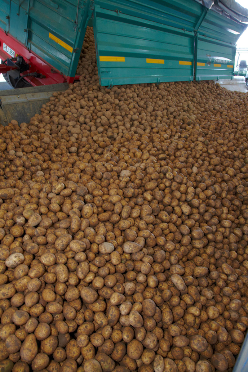 potatoes