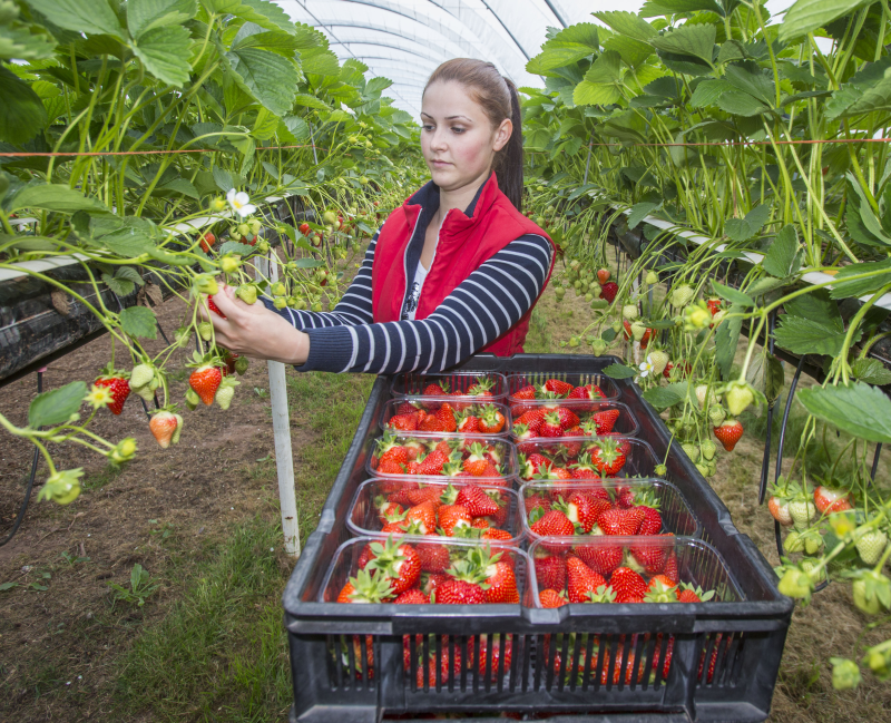 swns strawberry season 010